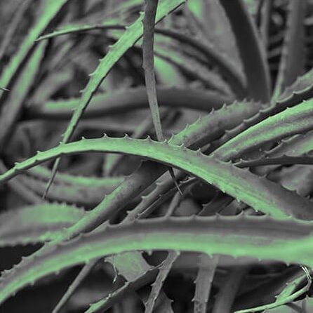 スパトリートメントG,原料